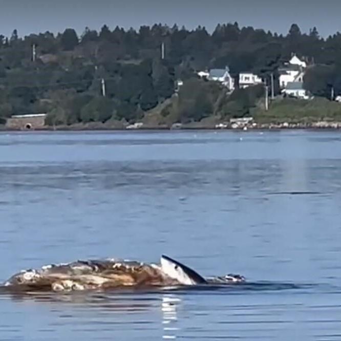 Maine resident captures nature in action in N.B. as shark snacks on whale carcass